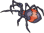 spider