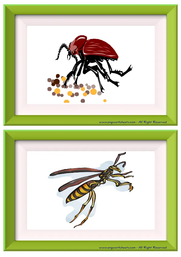 Half page ESL Flashcard without words containing Insects picture for kids and teachers. Worksheet Preview